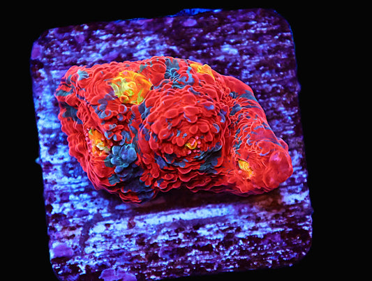 GS Rainbow Chalice coral frag – Chalice LPS coral | Gem State Corals