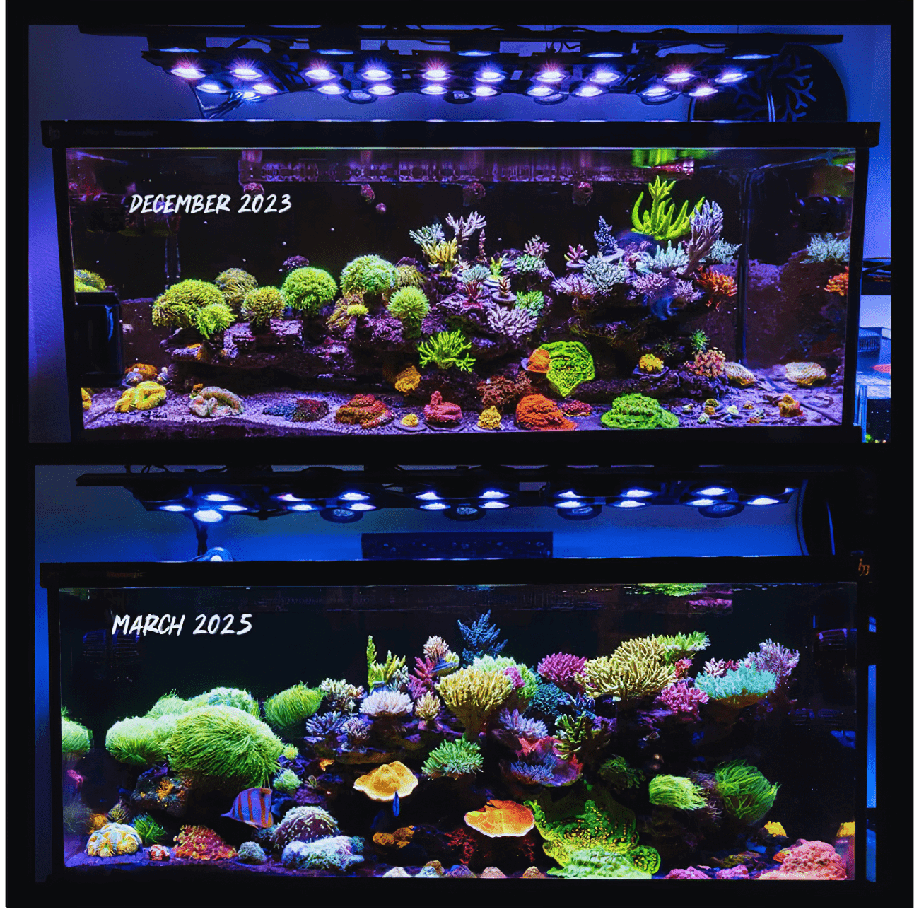 X4 Beast Mode SPS Lighting Bundle All Sizes