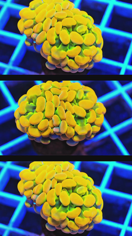GS Willy Wonka hammer 2 Polyps