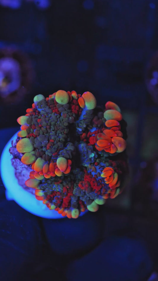 Gem State Cataclysm Bounce