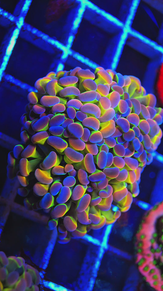 Ultra Branching Hologram Hammer