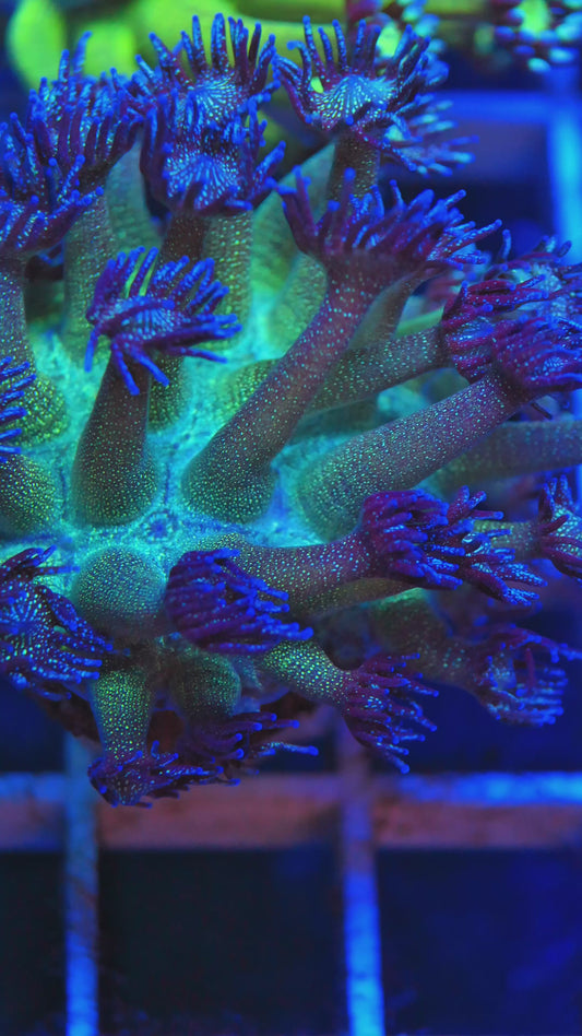 Glitter Goni (Big Frag)