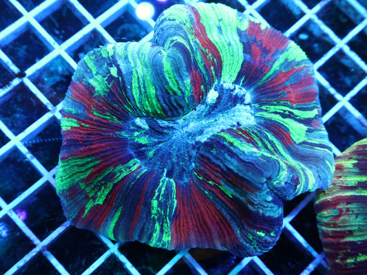 Close‑up of GS Rainbow Trachy 4+ inches coral frag with natural reef coloration